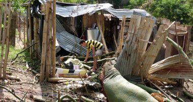 padre relata cómo un ceibo dañó su vivienda – La Voz del Altiplano