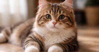 Cómo identificar parásitos en gatos y prevenir riesgos – La Voz del Altiplano