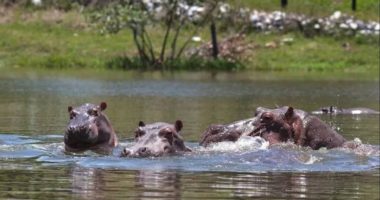 Colombia sacrificará hipopótamos de la era de Escobar – La Voz del Altiplano