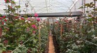 Incremento de producción florícola en Cotopaxi – La Voz del Altiplano