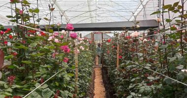Incremento de producción florícola en Cotopaxi – La Voz del Altiplano
