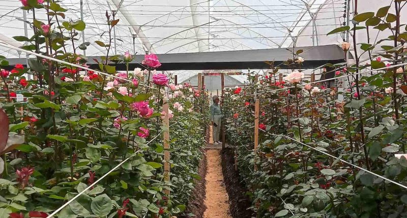 Incremento de producción florícola en Cotopaxi – La Voz del Altiplano