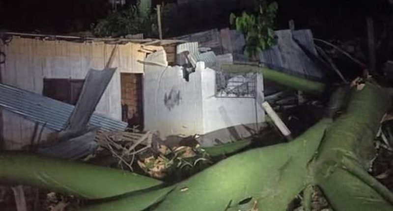 Caída de árbol de ceibo en Portoviejo deja cinco heridos – La Voz del Altiplano