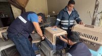 Cierran veterinario ilegal en Vergeles, Guayaquil – La Voz del Altiplano