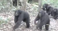 guerra en la selva asombra – La Voz del Altiplano