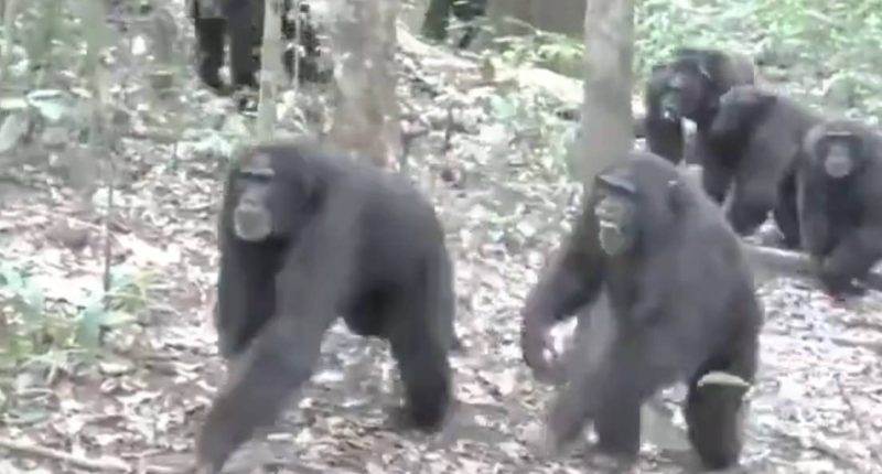 guerra en la selva asombra – La Voz del Altiplano