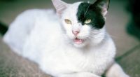 Control Reproductivo de Gatos en Colonias de Guayaquil – La Voz del Altiplano