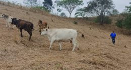 Tendencia a la baja en la producción de ganado preocupa al sector – La Voz del Altiplano