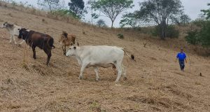 Tendencia a la baja en la producción de ganado preocupa al sector – La Voz del Altiplano