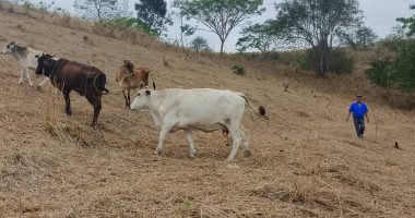 Tendencia a la baja en la producción de ganado preocupa al sector – La Voz del Altiplano