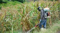 Falta de agua desespera a los maiceros por riesgo en sus cultivos – La Voz del Altiplano