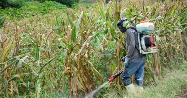 Falta de agua desespera a los maiceros por riesgo en sus cultivos – La Voz del Altiplano