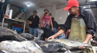 En Santo Domingo se vende buen pescado y marisco – La Voz del Altiplano
