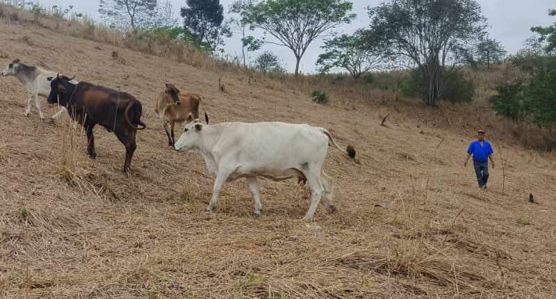 Ganaderos en Manabí sufren por escasez de agua y forraje – La Voz del Altiplano