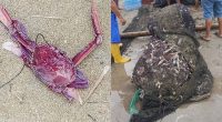 Causa inesperada de la escasez de pescado: jaiba morada – La Voz del Altiplano