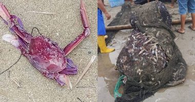 Causa inesperada de la escasez de pescado: jaiba morada – La Voz del Altiplano