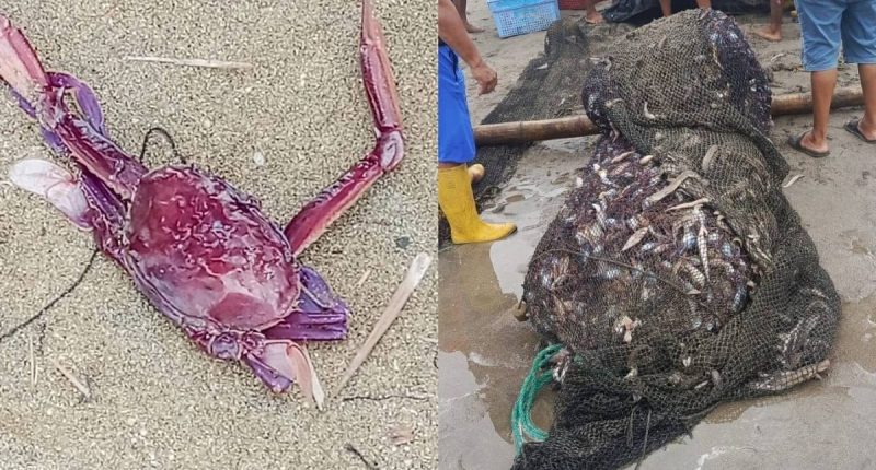 Causa inesperada de la escasez de pescado: jaiba morada – La Voz del Altiplano