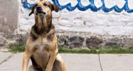 Fallece Max, el icónico perro de Poliperros en EPN – La Voz del Altiplano