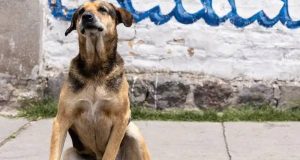 Fallece Max, el icónico perro de Poliperros en EPN – La Voz del Altiplano