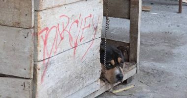 Rescate de Logan: sanciones a tutores – La Voz del Altiplano