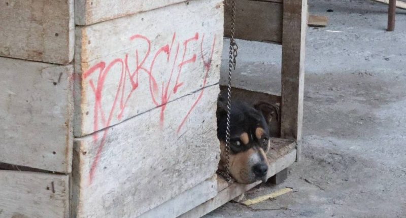 Rescate de Logan: sanciones a tutores – La Voz del Altiplano