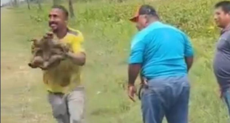 Tortuga en video podría incriminar a volqueteros Guayaquil – La Voz del Altiplano