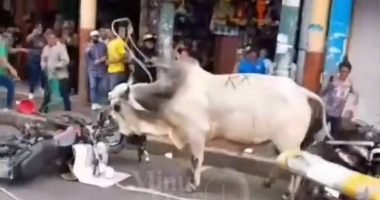 vacas invaden el centro y un ‘cincuentazo’ – La Voz del Altiplano