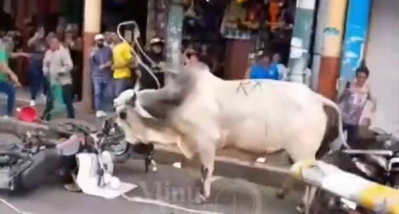 vacas invaden el centro y un ‘cincuentazo’ – La Voz del Altiplano