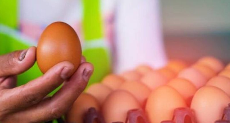 Ecuador inicia exportación de huevos a Emiratos – La Voz del Altiplano