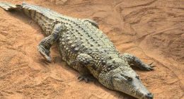 Apresan a hombre que alentó muerte de cocodrilo en Chichigalpa – La Voz del Altiplano