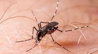 Alarmante aumento de casos de malaria, dengue y neumonía en Nicaragua – La Voz del Altiplano