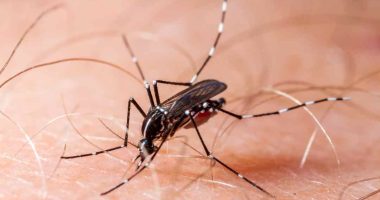 Alarmante aumento de casos de malaria, dengue y neumonía en Nicaragua – La Voz del Altiplano