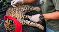 Ocelote rescatado en Santo Domingo – La Voz del Altiplano