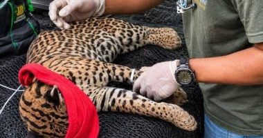 Ocelote rescatado en Santo Domingo – La Voz del Altiplano