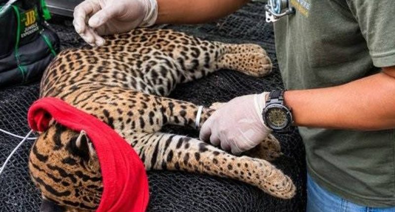 Ocelote rescatado en Santo Domingo – La Voz del Altiplano
