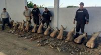 Fiscalía procesa a ciudadano en Santa Elena tras hallazgo de venados y saínos protegidos – La Voz del Altiplano