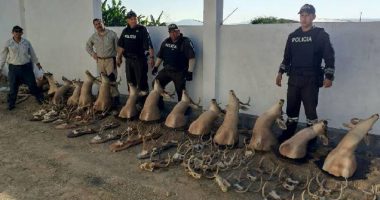 Fiscalía procesa a ciudadano en Santa Elena tras hallazgo de venados y saínos protegidos – La Voz del Altiplano