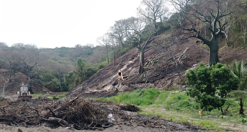 Deforestación en La Tomatera amenaza reserva de Portoviejo – La Voz del Altiplano
