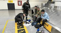 Prisión preventiva a tres extranjeros por tráfico de iguanas – La Voz del Altiplano