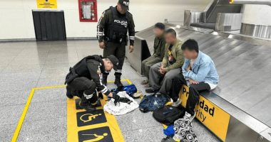 Prisión preventiva a tres extranjeros por tráfico de iguanas – La Voz del Altiplano