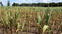 El fenómeno que impactará Nicaragua entre mayo y julio y afectará la economía – La Voz del Altiplano