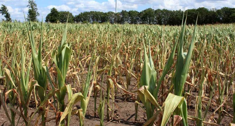 El fenómeno que impactará Nicaragua entre mayo y julio y afectará la economía – La Voz del Altiplano