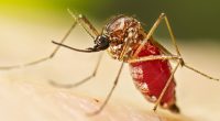 Nicaragua suma 3.109 casos de chikungunya en 2026, el brote más alto desde 2015-2016 – La Voz del Altiplano