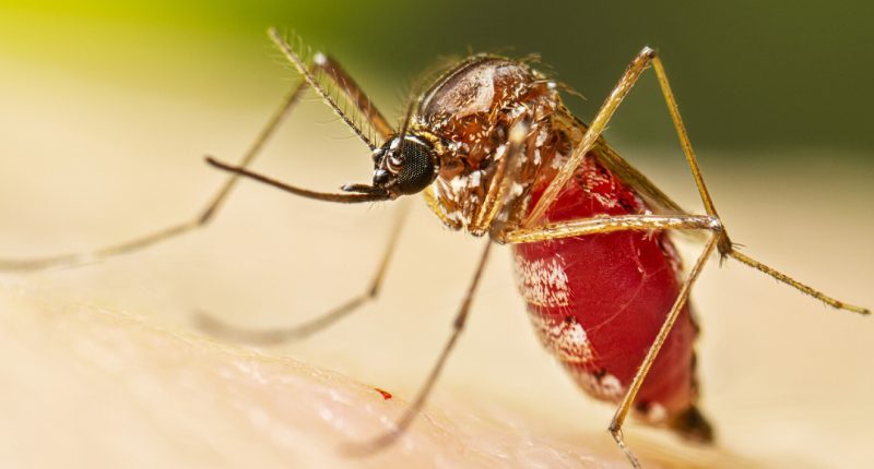 Nicaragua suma 3.109 casos de chikungunya en 2026, el brote más alto desde 2015-2016 – La Voz del Altiplano
