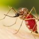 Nicaragua suma 3.109 casos de chikungunya en 2026, el brote más alto desde 2015-2016 – La Voz del Altiplano